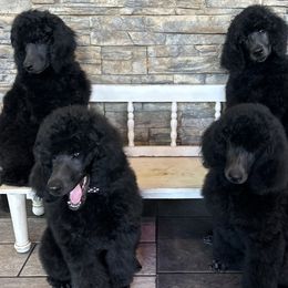 Poodles from Savicah Poodles
