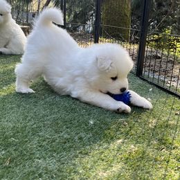 Samoyed Puppies from The Floof Brigade