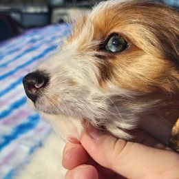 Dachshund Puppies from Grecian Kennel