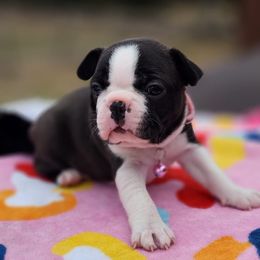 Boston Terriers from Big Rock Boston Terriers