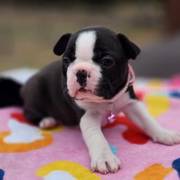 Boston Terriers from Big Rock Boston Terriers