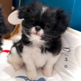 Bentley - Black tan and white male Japanese Chin puppy in Davisville, Missouri from Uniquely Yours, Shelly’s Japanese Chins