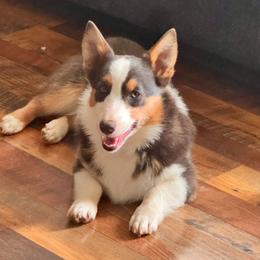 Hank - Pembroke Welsh Corgi