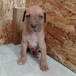 Bilbo - Chocolate male Great Dane puppy in Marshall, Michigan from Dream K9