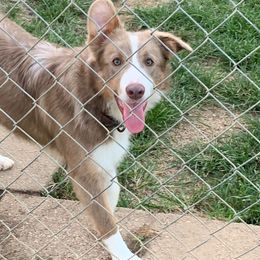 Lilly - Border Collie