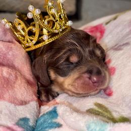 Miranda - Chocolate and tan female Dachshund puppy in Hornbeck, Louisiana from A&Z Mini Dachshunds
