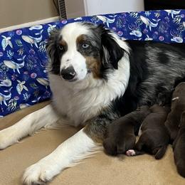 Australian Shepherds from RJ's Aussie Posse