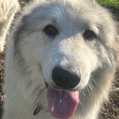 Chateau - Great Pyrenees