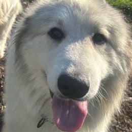 Chateau - Great Pyrenees
