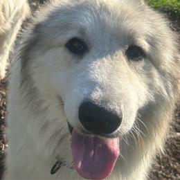 Chateau - Great Pyrenees