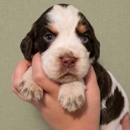 Bruno - Liver white and roan male English Springer Spaniel puppy in Fort White, Florida from Thunderbird Springers