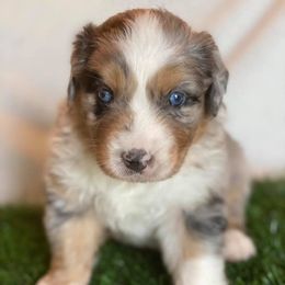 Australian Shepherd Puppies from Sweets' Cattle Co and Australian Shepherds