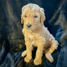 Edwin - Red  male Goldendoodle puppy in Raleigh, North Carolina from Tar Heel Doods