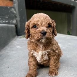 June - Apricot female Cavapoo puppy in Spanish Fork, Utah from Poseydoodle