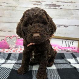 Stryker - Liver and white male Springerdoodle puppy in Lisbon, Ohio from Willow Lane Doodles