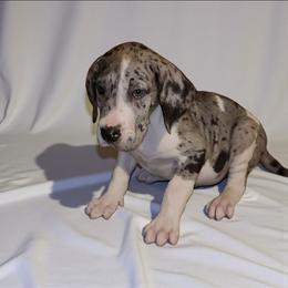 Cooper - Mantle merle male Great Dane puppy in Walker, Louisiana from La Rebel Danes