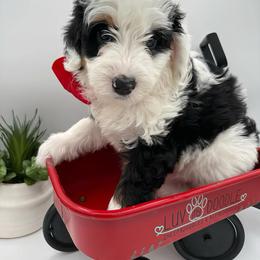 Red - Tri-color female Bernedoodle puppy in Camden, North Carolina from Luv My Doodle