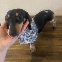 Dachshunds from Quick Little Dachshunds