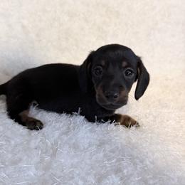 Sampson - Black and tan male Dachshund puppy in Hillsville, Virginia from Bonderosa Kennels