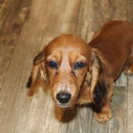 Dachshund Puppies from 3B Doxies