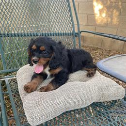 Francesca - Black and tan female Cavapoo puppy in Phoenix, Arizona from Larisa's Cavaliers