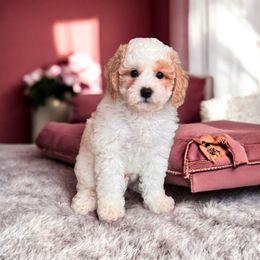 Wyatt - Parti male Poodle puppy in Davie, Florida from Dave Poodles