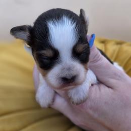 Cookie - Tri-color female Bernedoodle puppy in Decatur, Tennessee from Diamond's Doodles
