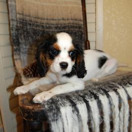 Australian Shepherd, Cavalier King Charles Spaniel, and Cavapoo Puppies from Dogwood & Sassafras Companions
