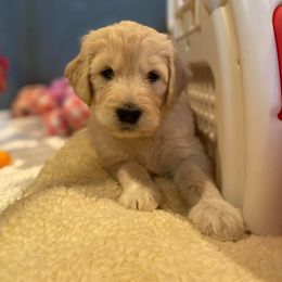 Goldendoodle Puppies from Goldieluxe Farms