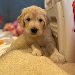 Goldendoodle Puppies from Goldieluxe Farms