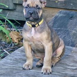 Ezra - Fawn female Cane Corso puppy in Elkhart, Indiana from Martins Almighty Cane Corsos