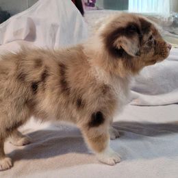 Girl 4 - Red merle Australian Shepherd puppy in Hesperia, Michigan from Lil Pines Aussies
