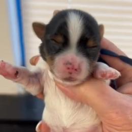 Blue Collar - Parti male Yorkshire Terrier puppy in Augusta, Georgia from Melissa's Paw Impressions
