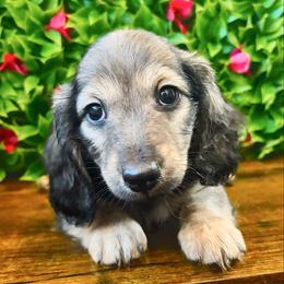 Pecan 3500 - Cream male Dachshund puppy in Sylvania, Alabama from Yancey’s Doxies