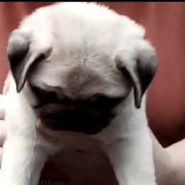 Pug Puppies from Pickwick Pugs