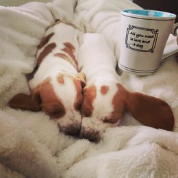 Basset Hound Puppies from Howlin Hounds