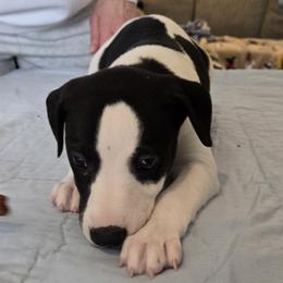 Boy 4 - White and black male Whippet puppy in Elko New Market, Minnesota from Affinity