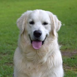 Zeke - Golden Retriever