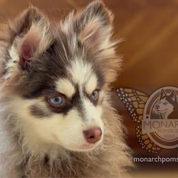 Monarch Spud - Black and white Pomsky puppy in Greeley, Colorado from Monarch Pomskies | Northern Colorado