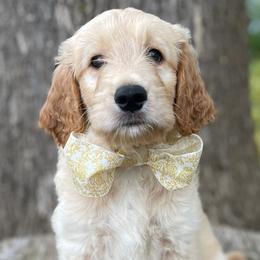 Truth - Navy Collar - Boy - Apricot Goldendoodle puppy in Conway, New Hampshire from Arbor Grace Doodles