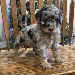 Bear - Merle male Goldendoodle puppy in Fresno, California from CaliDoodles