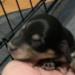 1 male - Black and cream male Dachshund puppy in Bethany, Connecticut from Mardox Dachshunds
