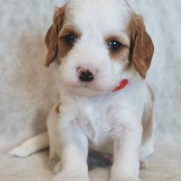 Cavalier King Charles Spaniel and Cavapoo Puppies from Ethan McBride