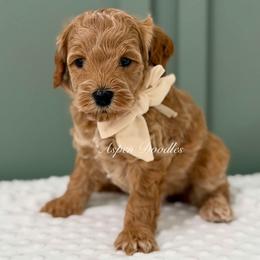Tan collar GRINCH - Apricot male Goldendoodle puppy in Salem, Utah from Aspen Doodles