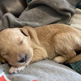 Goldendoodle Puppies from North Star Dog Training