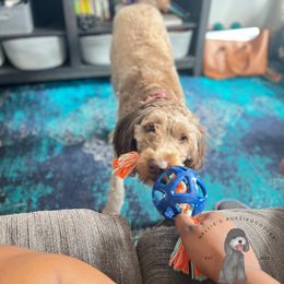 Aussiedoodle All Grown Up from Nellie’s AussieDoodles