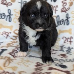 Star - Black & white female Australian Shepherd puppy in Squaw Valley, California from A&M Australian Shepherds