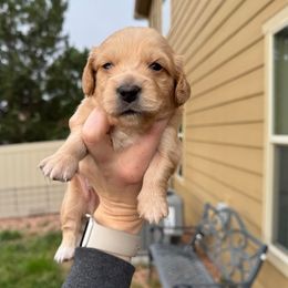 Green - Cream male Dachshund puppy in Colorado Springs, Colorado from Sarah’s Dachshies
