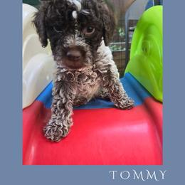 Boy 3 - Brown roan male Lagotto Romagnolo puppy in Salida, California from Harper's Lagotti