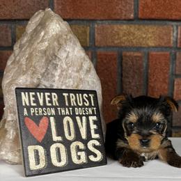 Zeus - Black and tan male Yorkshire Terrier puppy in Essexville, Michigan from John's Yorkshire Terriers